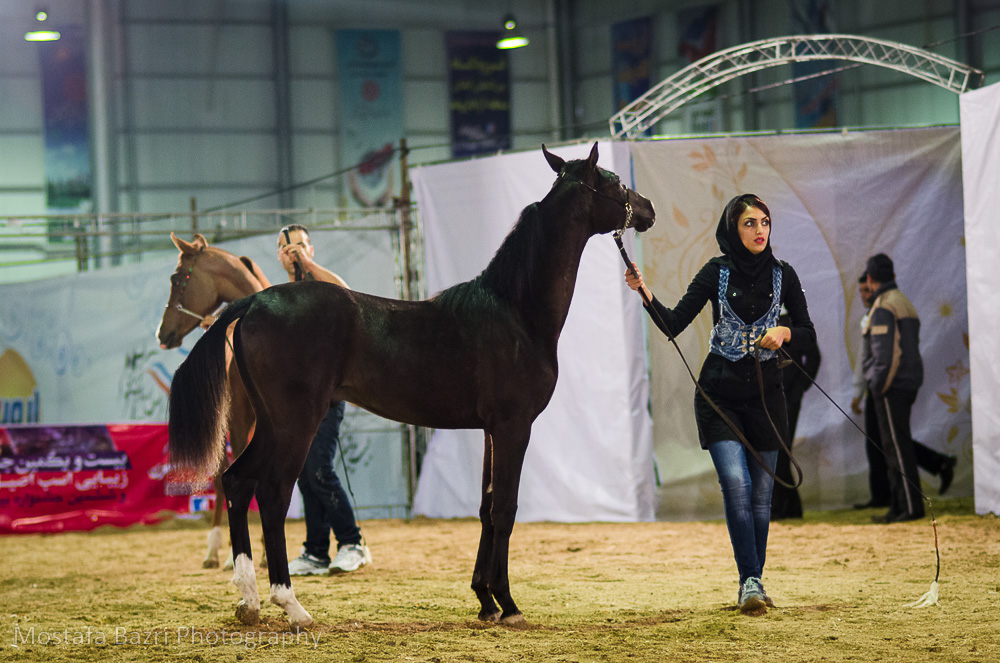 Purebred Arabian horse beauty festival